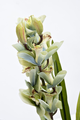 Орхидея Cymbidium искусствнная белая в горшке